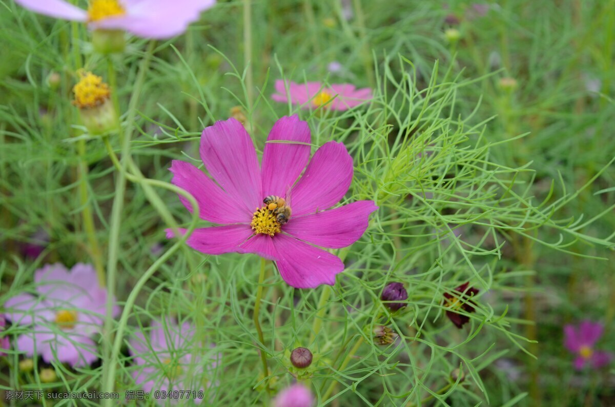 格桑花 花朵 草丛 蜜蜂 粉色 原创摄影作品 生物世界 花草 绿色