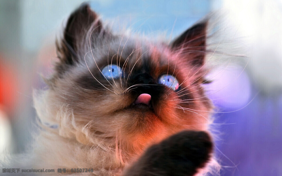 暹罗 宝石 猫咪 高清 绒毛 暹罗宝石猫 泰国纯种猫 猫
