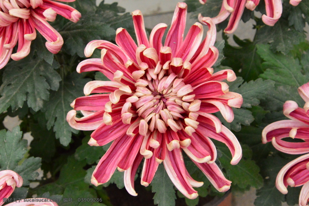 菊花 秋菊 园艺 花卉素材 寿客 金英 黄华 陶菊 花卉 花儿 花草 花朵 花瓣 花蕊 菊菊花 生物世界