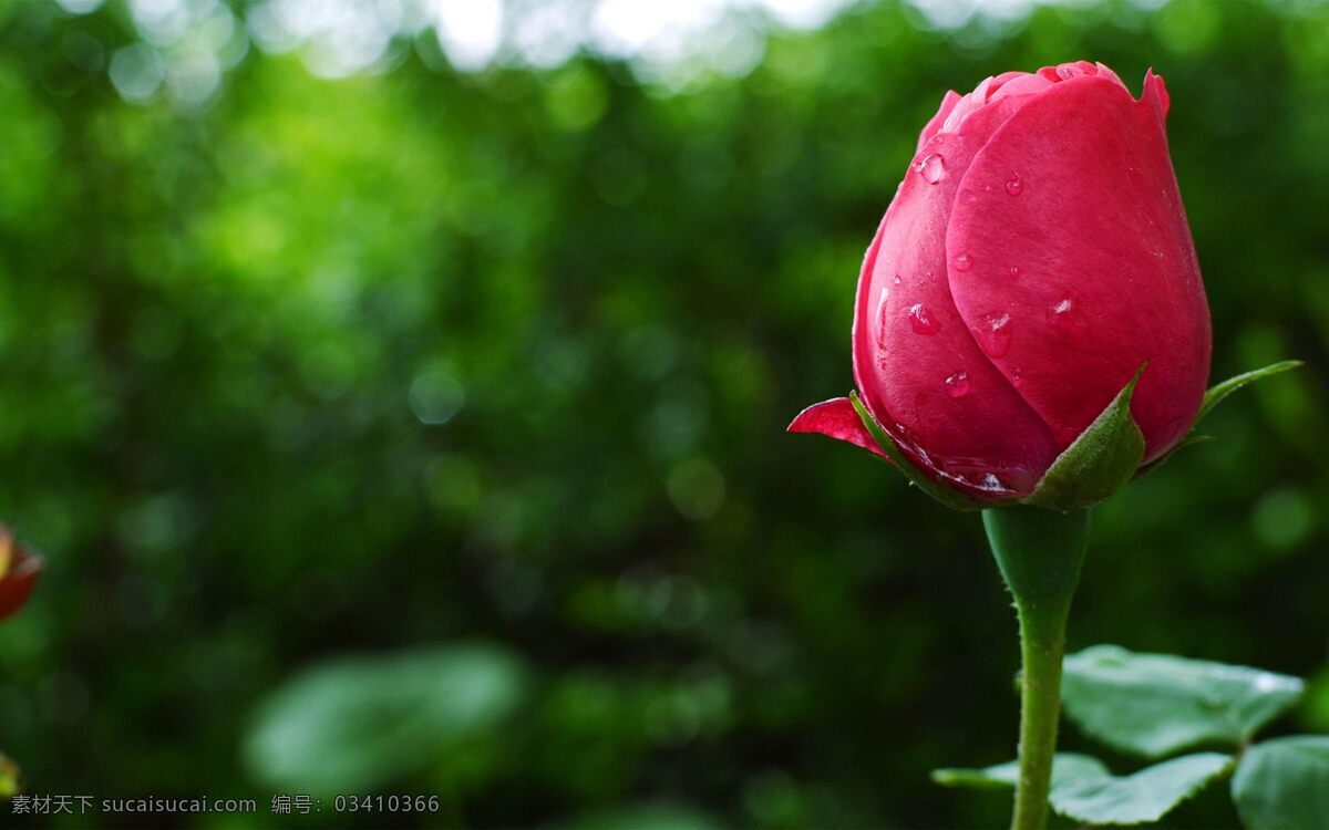 唯美 玫瑰 花苞 高清 花朵 花卉 鲜花 粉色