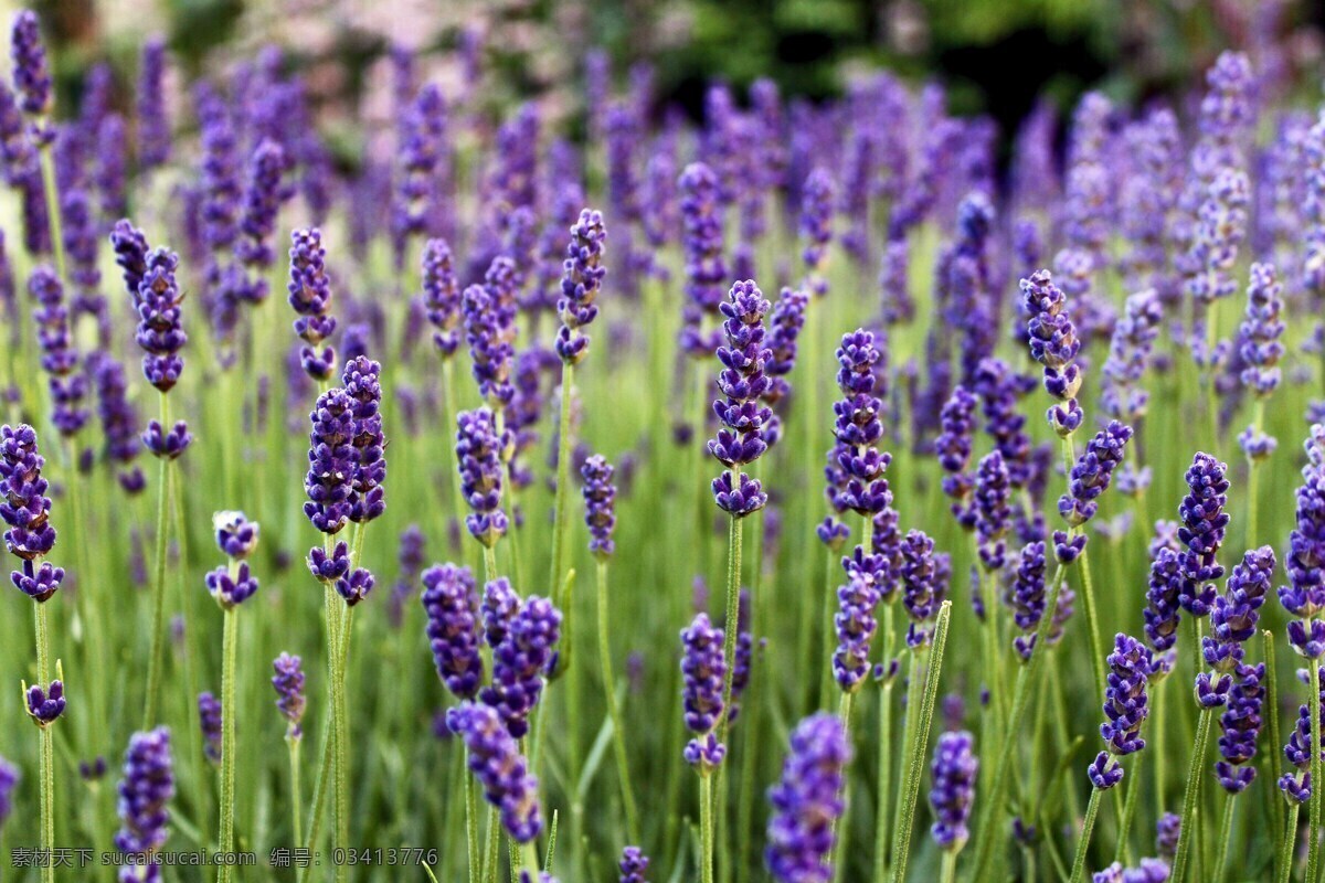 蓝色薰衣草 观赏植物 花草植物 花田 花海 花朵 繁花似锦 生物世界 花草