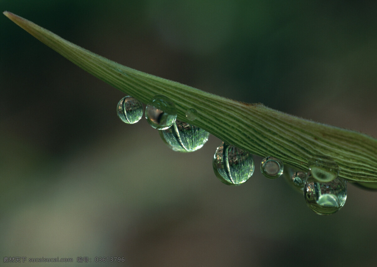 四季 花木 摄影图库 水滴 小草 自然风景 自然景观 四季花木 富尔特 素材辞典 psd源文件