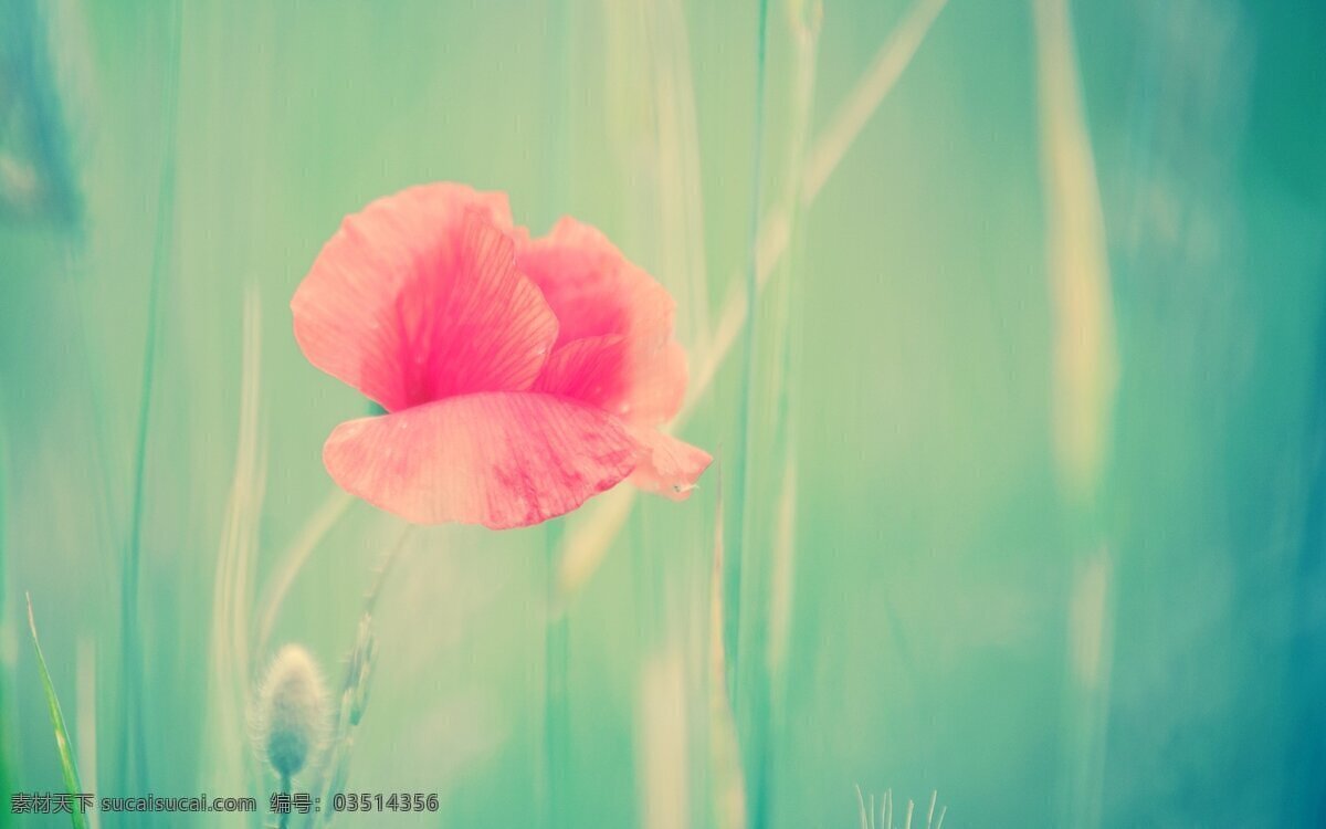 粉色 花朵 背景图 高清 背景图片