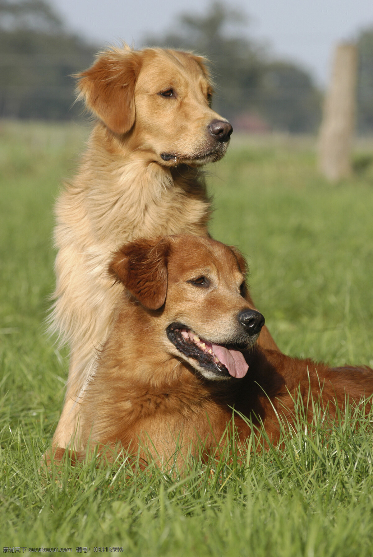 草坪上的狗狗 宠物 可爱小狗 名贵 犬种 动物世界 宠物摄影 陆地动物 生物世界 狗 黄色