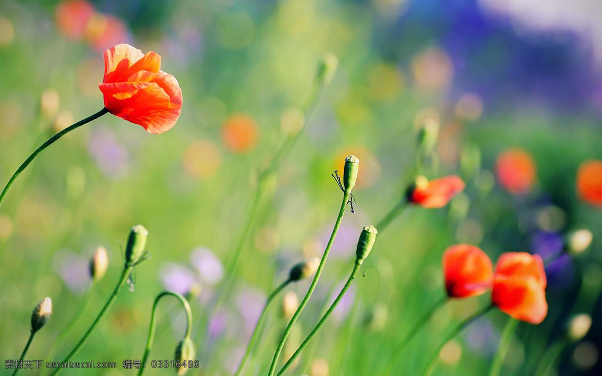 绿色 小 清新 橙色 花朵 背景 小清新