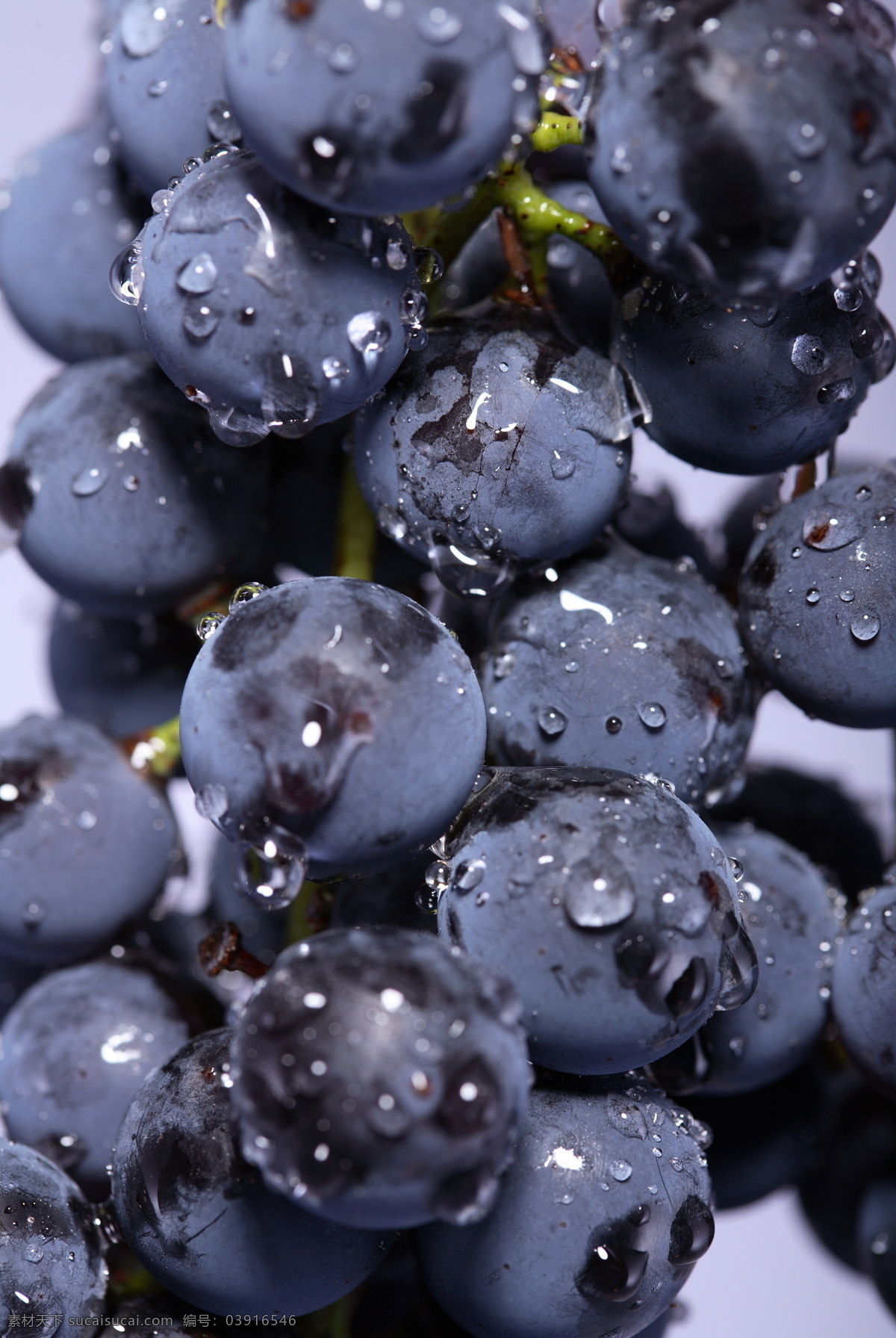 紫葡萄 葡萄 高清葡萄图片 葡萄特写 水果 美味 高清图片素材 生物世界 摄影图库