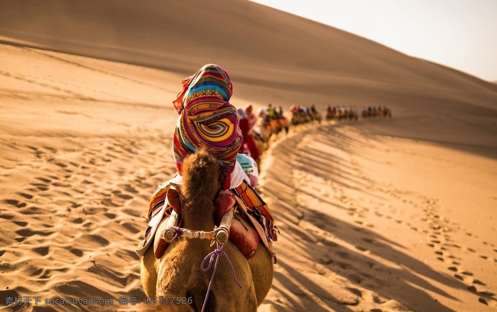沙漠 骆驼图片 骆驼 驼铃 旅行 西北 旅游摄影 国内旅游