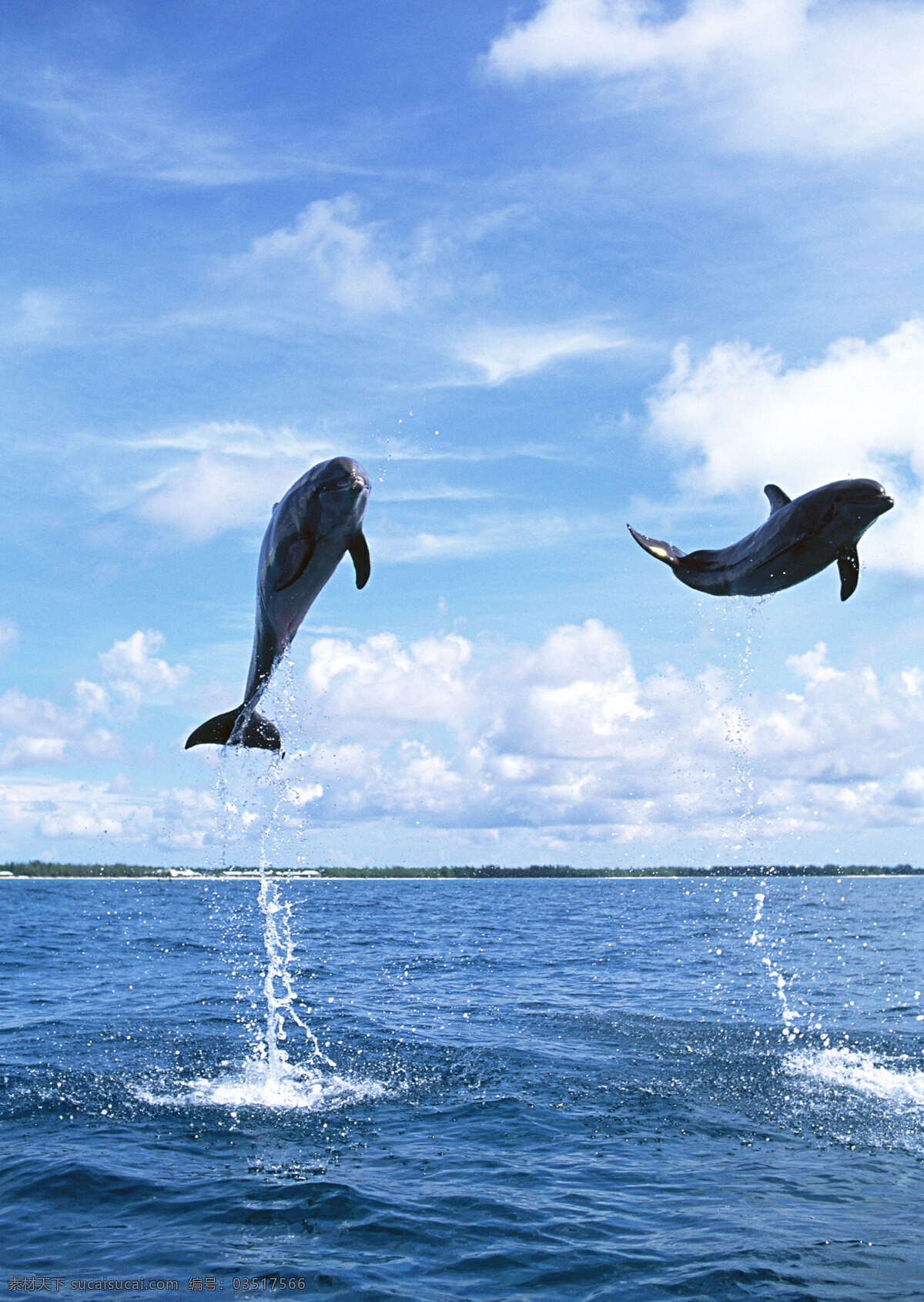 水中 跃起 海豚 动物世界 生物世界 海底生物 大海 水中生物 海面