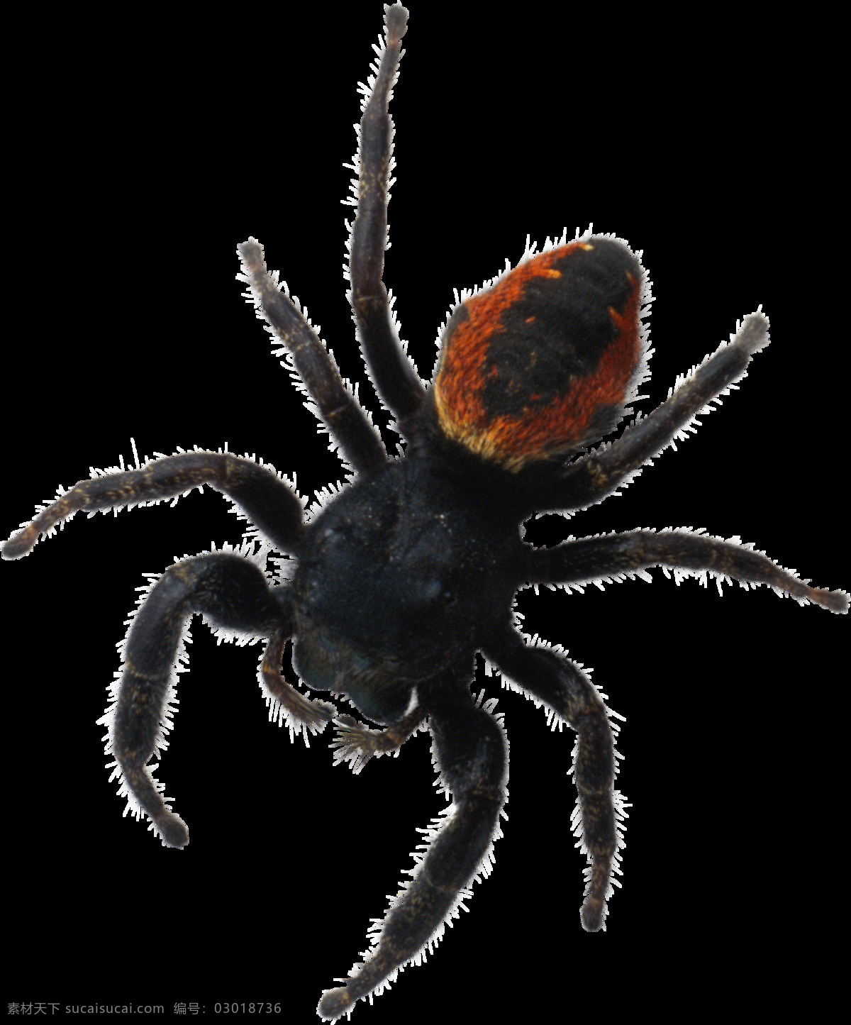 黑色昆虫蜘蛛 蜘蛛 黑色蜘蛛 昆虫 空白蜘蛛 生物 自然动物 动物图谱 免扣 生物世界