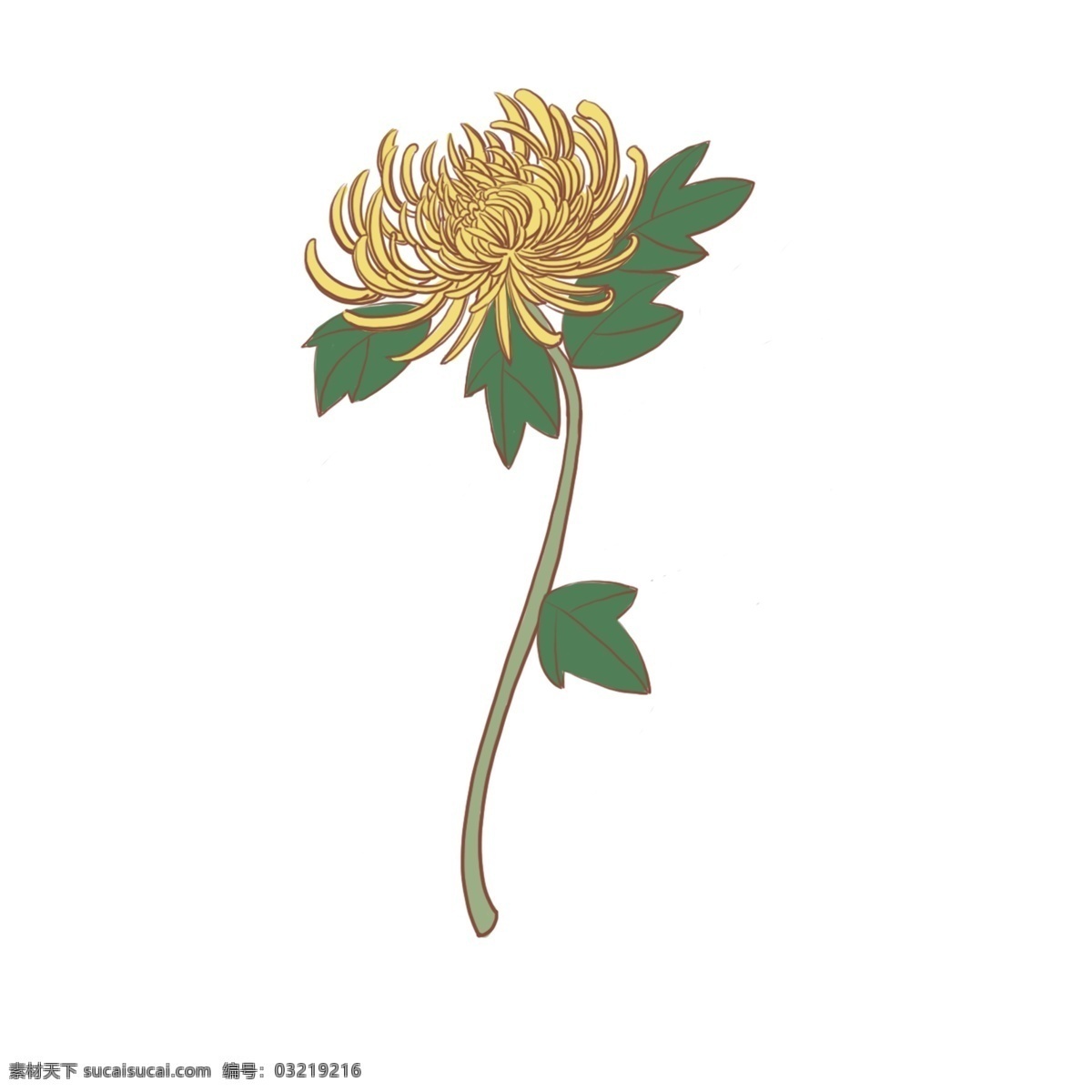 手绘 黄色 花 菊花 绿叶 商用 黄色的花 菊枝