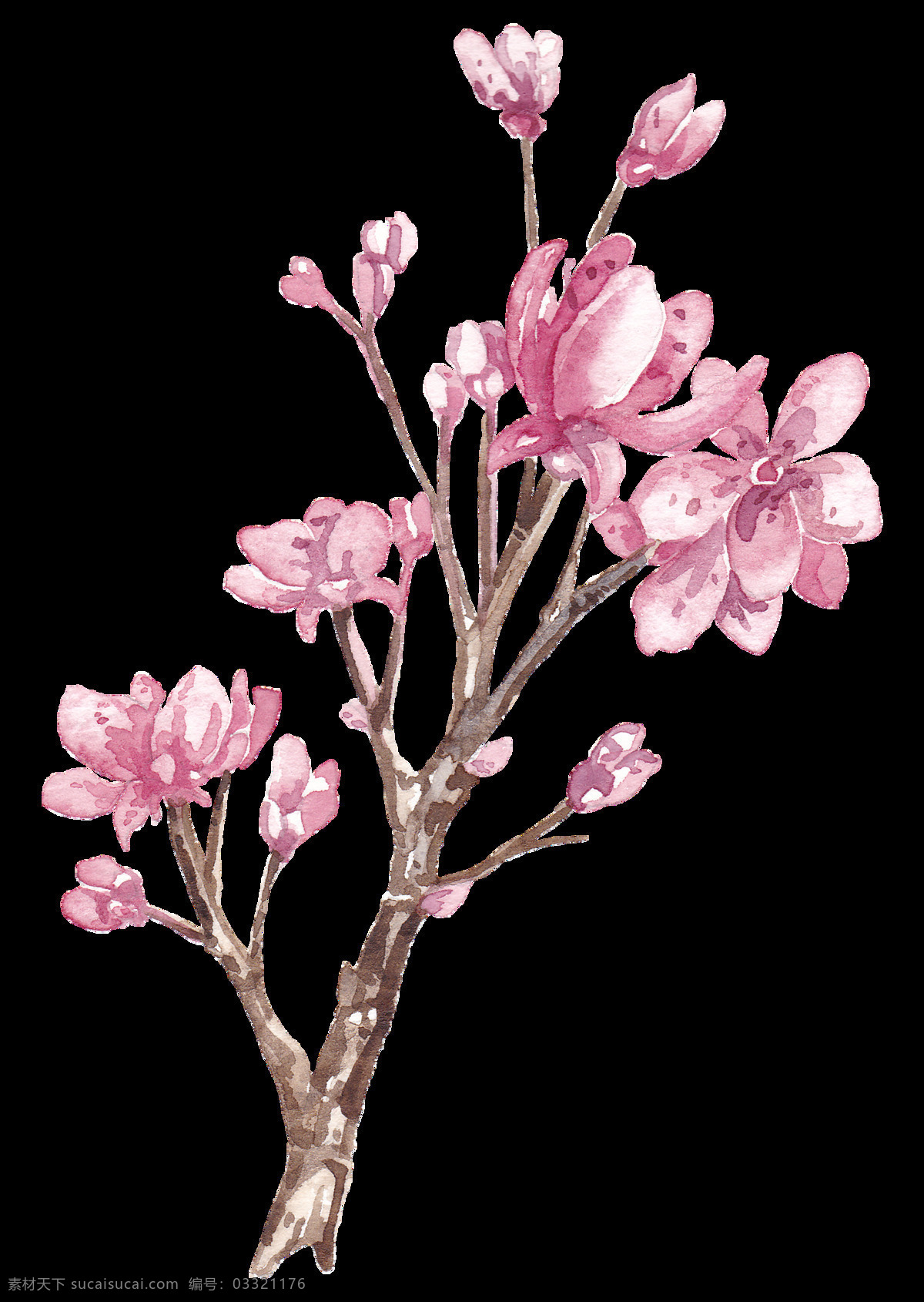 水彩 手绘 浪漫 樱花 树枝 自然 花卉 植物 手绘樱花 水彩樱花 樱花节 日本 插图 亚洲