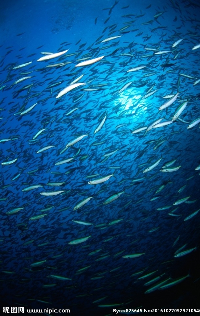 鱼群 海底 海底探秘 深海鱼群 海底世界 鱼 海洋生物 生物世界
