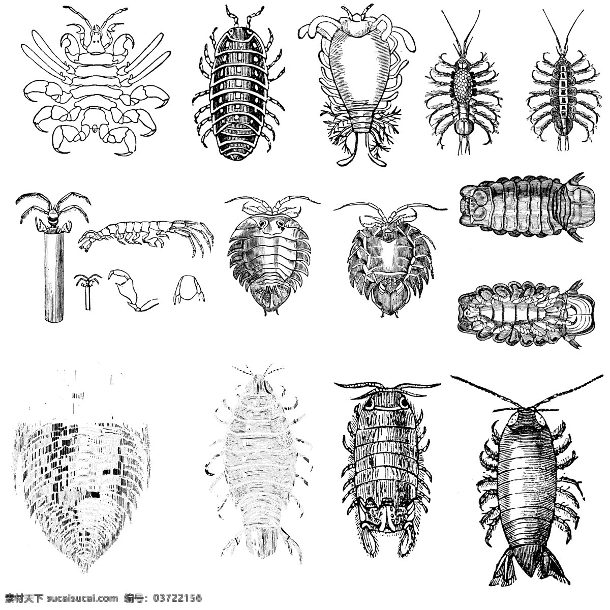 鱼类 贝 甲壳 类 欧美 古典 线条 矢量 动物 库 欧洲古典素材 矢量素材 素描素材 线条素材 非 主流 矢量图 其他矢量图