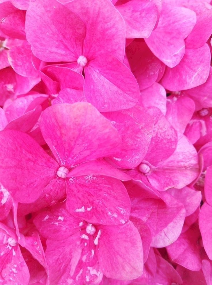 粉红色 花瓣 背景图片 花卉 花草 花朵 鲜花 野花 红花 花儿 花瓣背景 花瓣素材 粉色背景 粉红色背景 生物世界