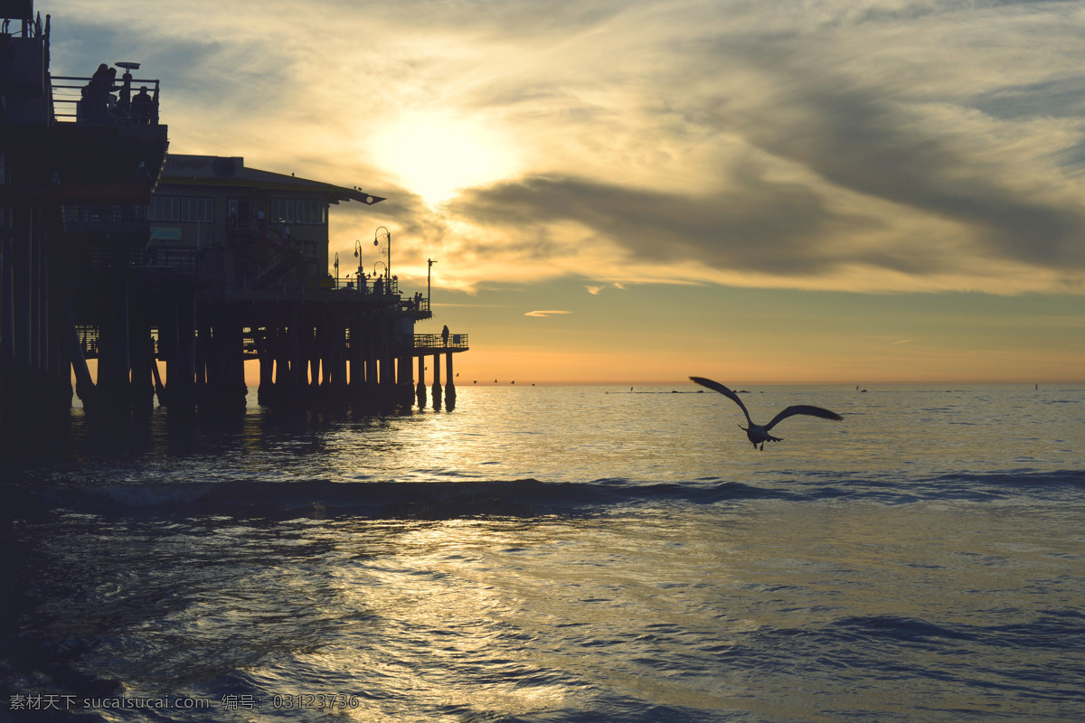 夕阳下的海鸟 海鸟 夕阳 剪影 大海 壮阔 高清 自然景观 自然风景