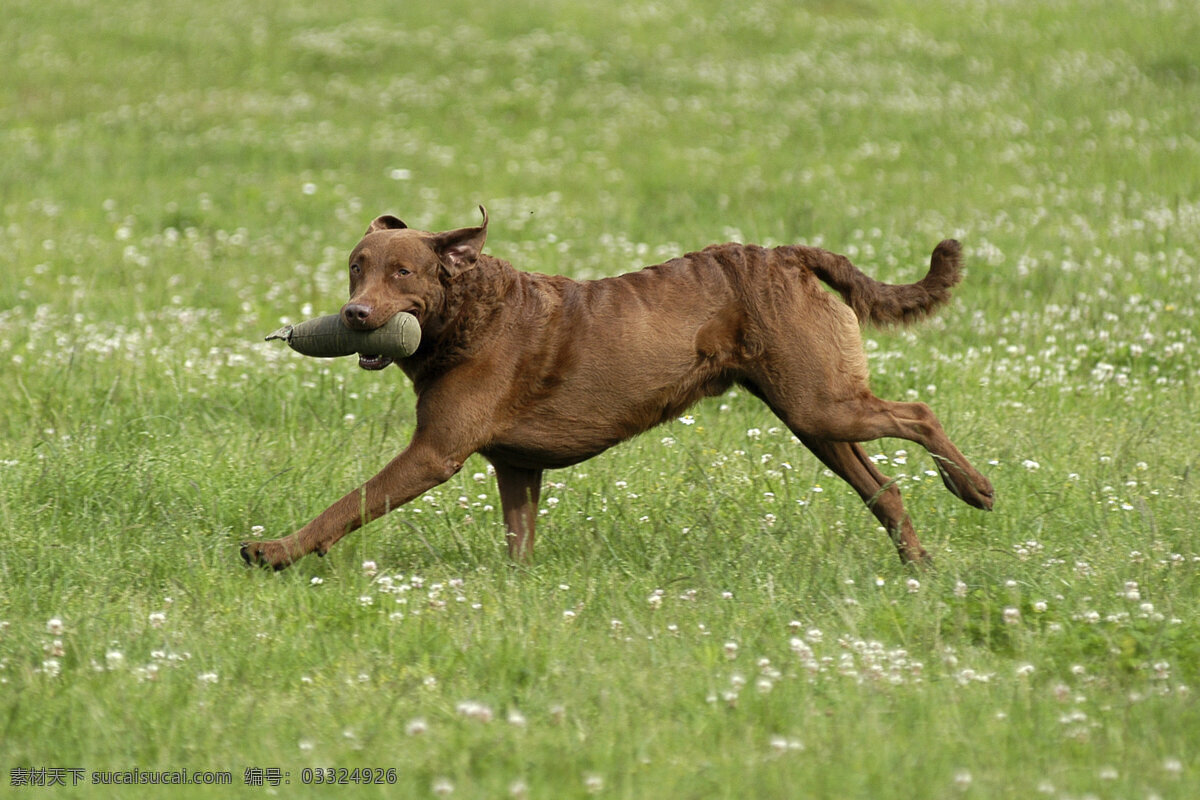 奔跑的狗狗 宠物 可爱小狗 名贵 犬种 动物世界 宠物摄影 陆地动物 生物世界 狗 奔跑 绿色