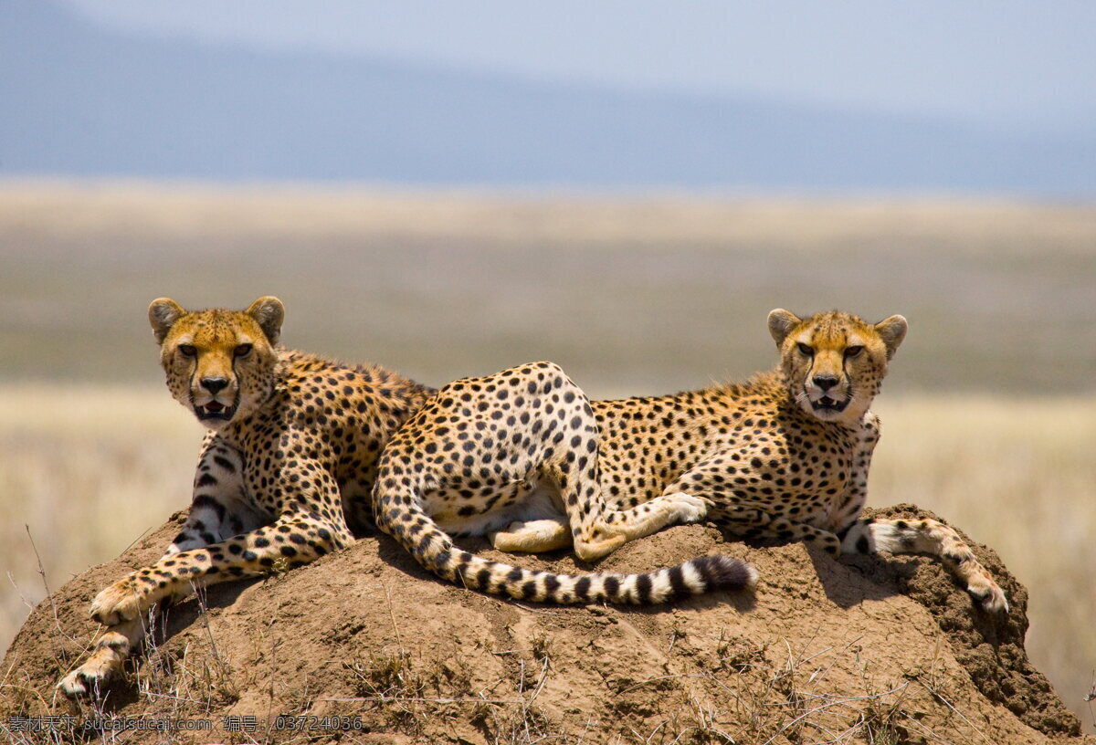 非洲 猎豹 高清 野生 猛兽 野兽 野生动物
