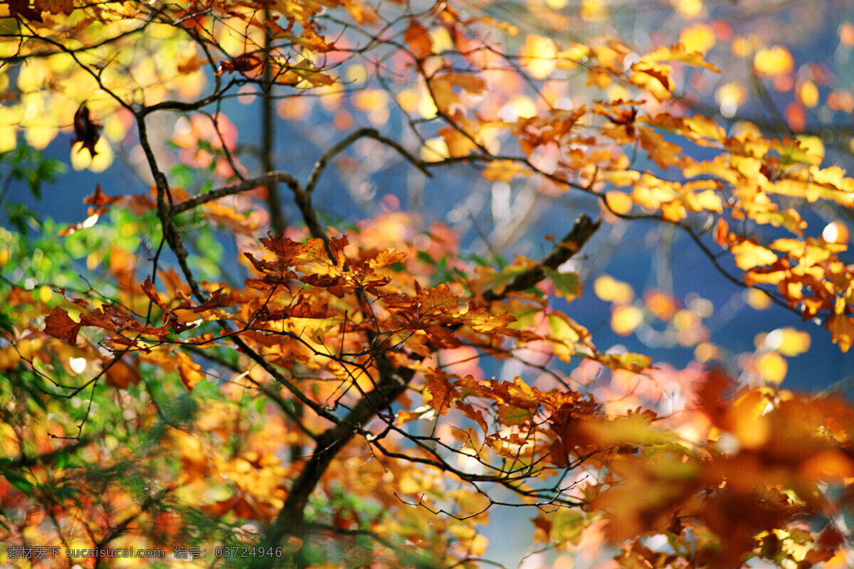 秋天 户外 风景 秋天风景 秋天景色 黄叶 叶子 枫叶 树木 生态环境 野外 自然 自然生态 植物 清新 自然风景 自然景观 花草树木 生物世界