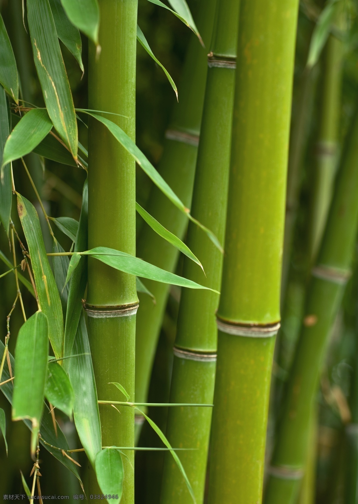 竹林 竹叶 高清竹子 近景竹林 竹林细节 绿色