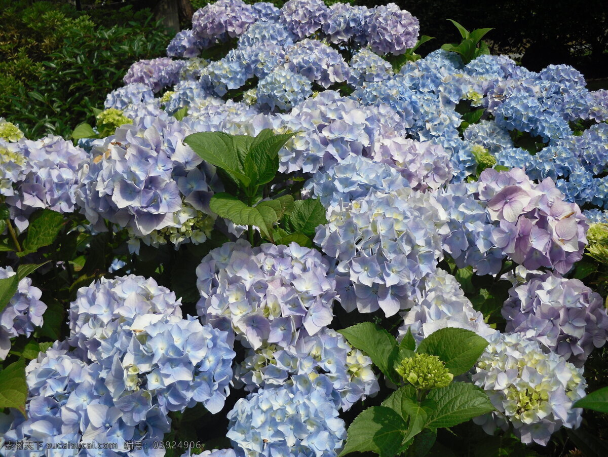 蓝紫色绣球花 绣球花 花朵 花园 花卉 绿叶 花草 生物世界