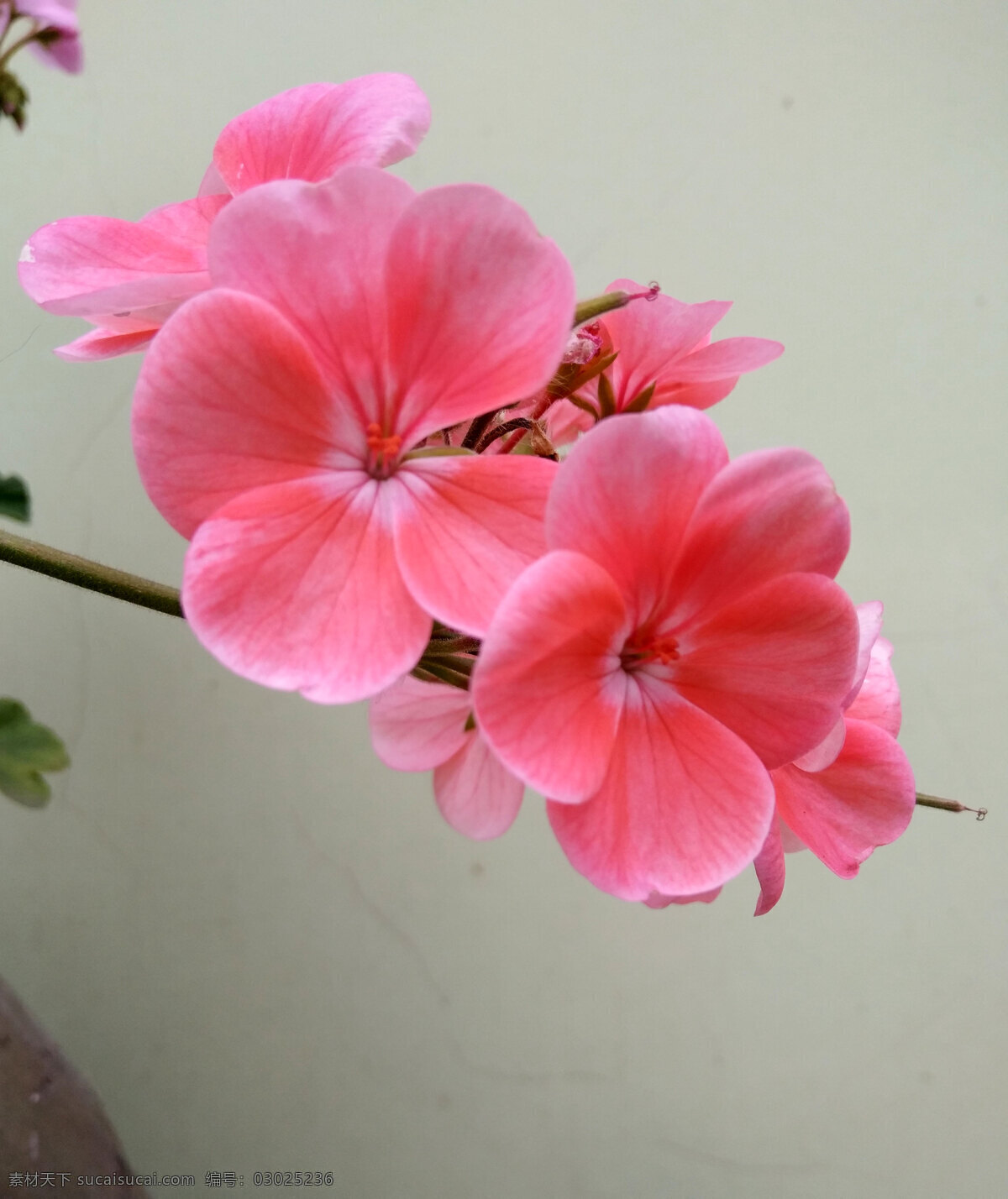 天竺葵 花 天竺葵实拍 天竺葵特写 天竺葵素材 天竺桂图片 天竺葵摄影 美丽的天竺葵 生物世界 花草
