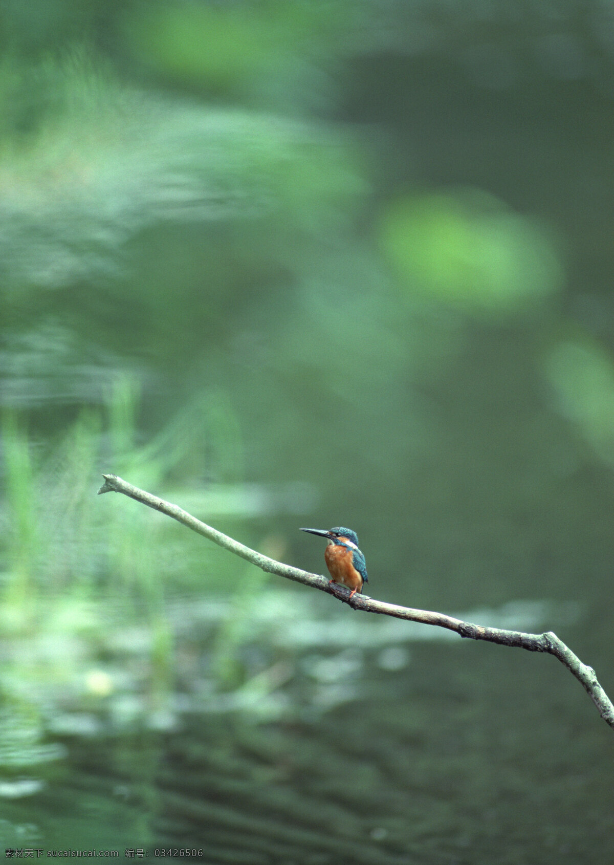 树枝上的小鸟 飞鸟 小鸟 保护鸟类 益鸟 生物世界 鸟类