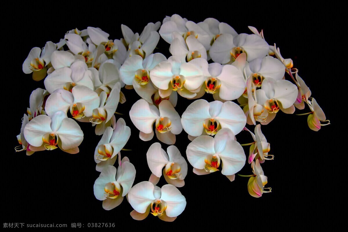 白色的蝴蝶兰 花朵 植物 唯美 白色 蝴蝶兰 兰花 生物世界 花草