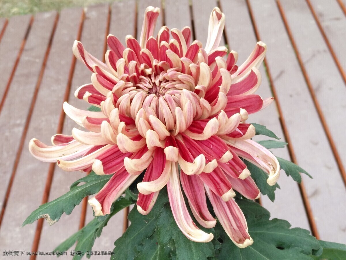 菊花 秋菊 园艺 花卉素材 寿客 金英 黄华 陶菊 花卉 花儿 花草 花朵 花瓣 花蕊 菊菊花 生物世界