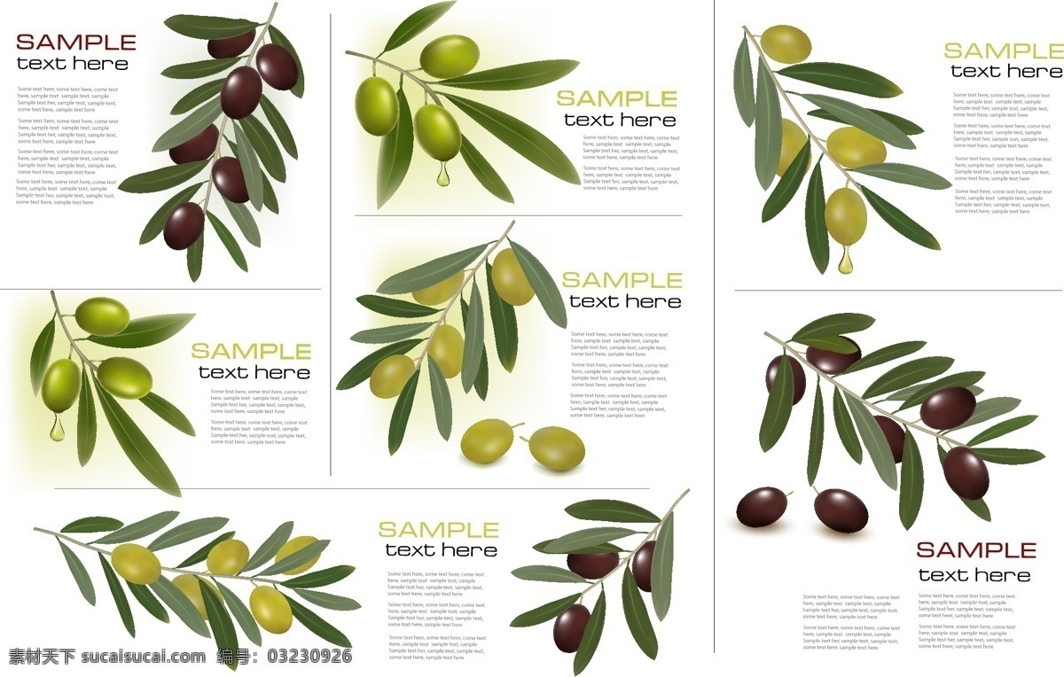 橄榄 橄榄枝 画册模板 画册设计 小册子 二折页 折页模板 蔬菜水果 生物世界 矢量素材 白色