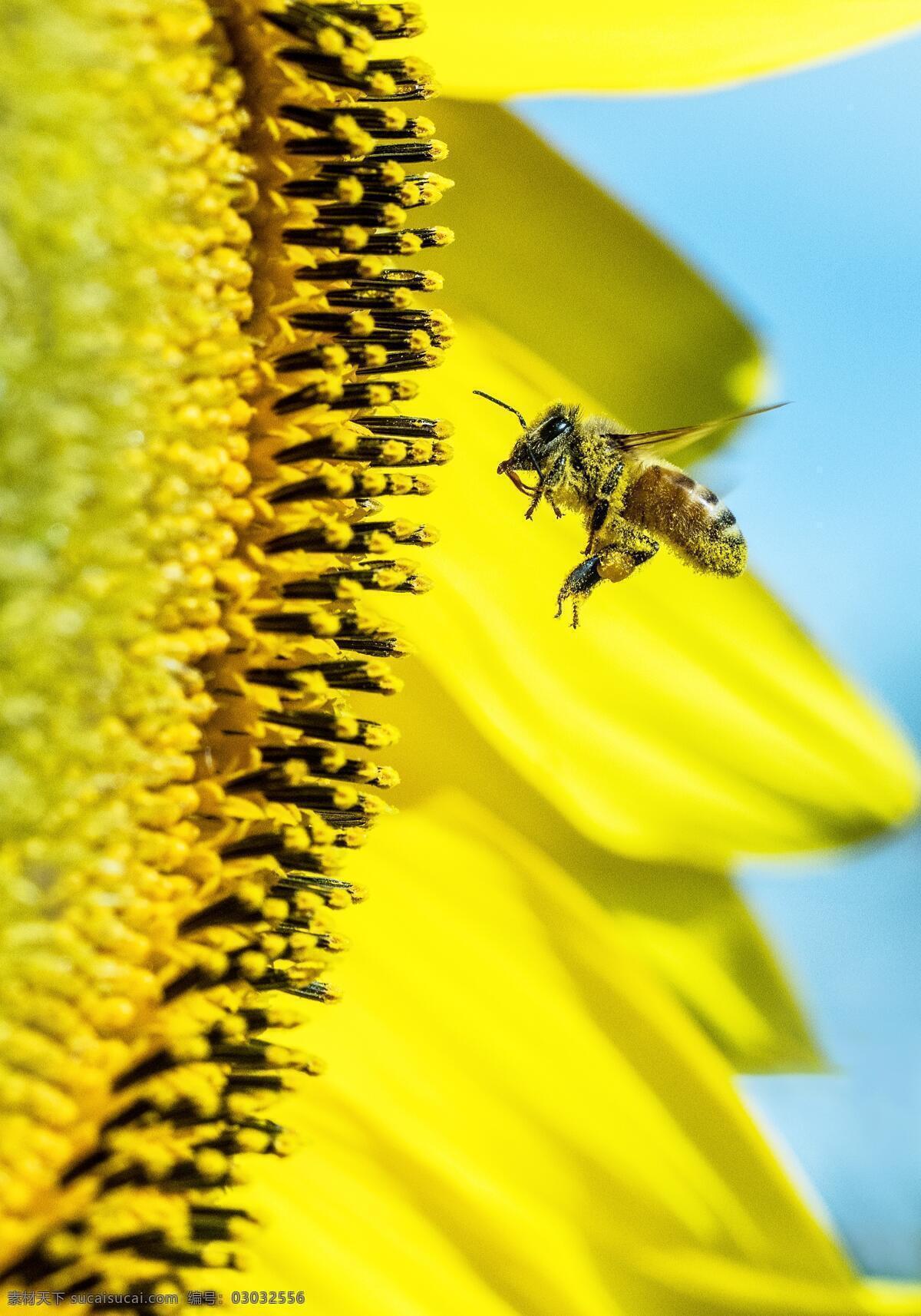 蜜蜂 采花 花朵 花卉 开放 微距摄影 小清新 唯美 生活百科 生活素材 生物世界 昆虫