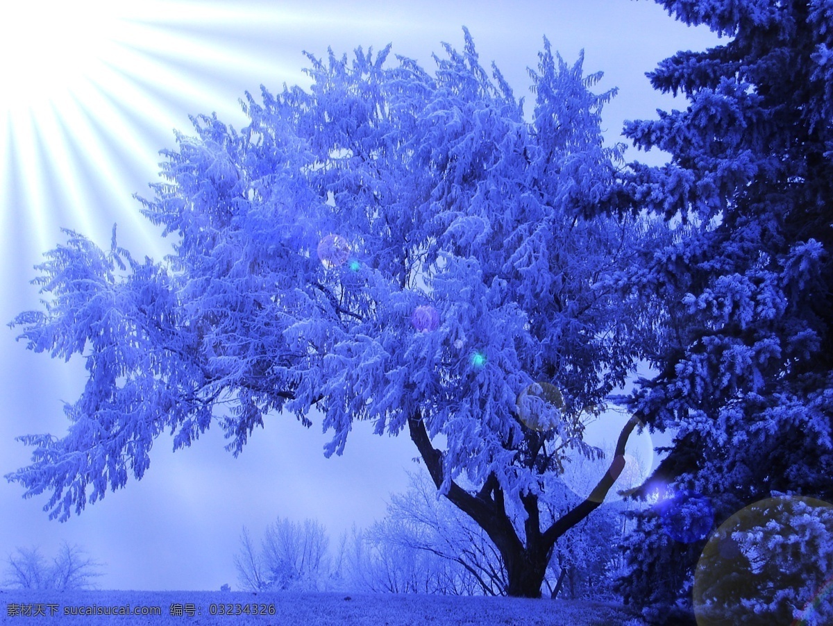 冬季 雪景 冬天 放射光芒 美丽风景 景色 美景 树林 自然风景 雪景图片 风景图片