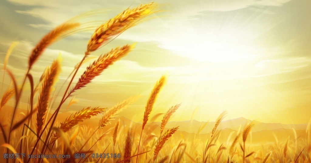小麦 麦田 麦子 蓝天 白云 照片 自然景观 田园风光