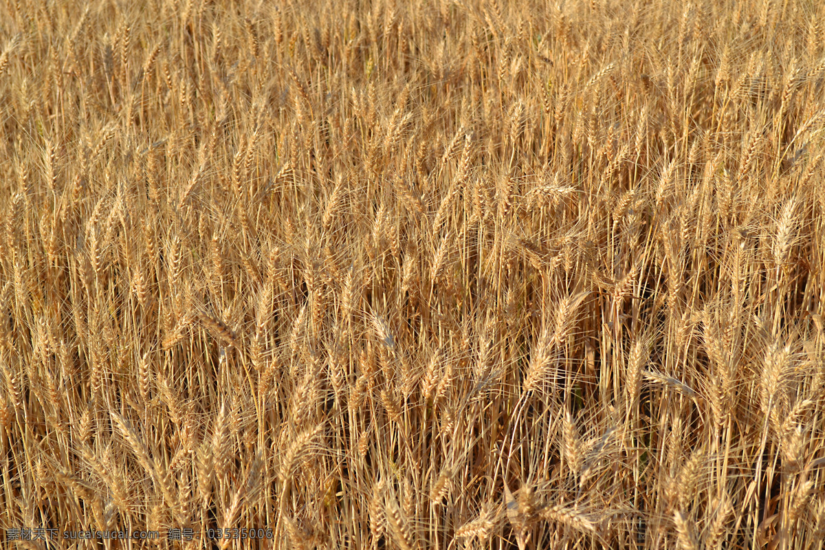 成熟的麦子 麦田 小麦 麦穗 麦子 自然风光 田园风光 自然景观