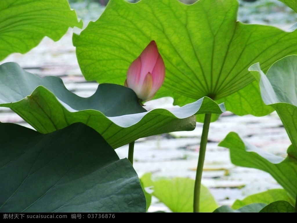 北京后海荷花 后海 荷花 荷叶 池塘 背景 作品 旅游摄影 自然风景 后海日记 摄影图库