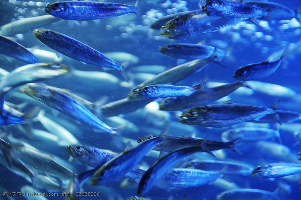 深海 蓝色 鱼群 海洋 大海 海鲜 生物世界 海洋生物 海底世界 摄影图