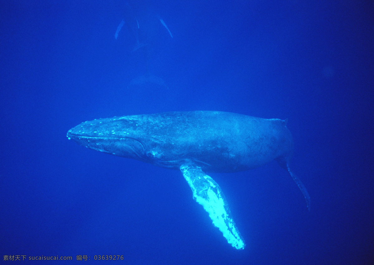 海洋免费下载 碧海 大海 广告 大 辞典 海豚 海洋 海洋生物 鲸鱼 鲨鱼 生物世界