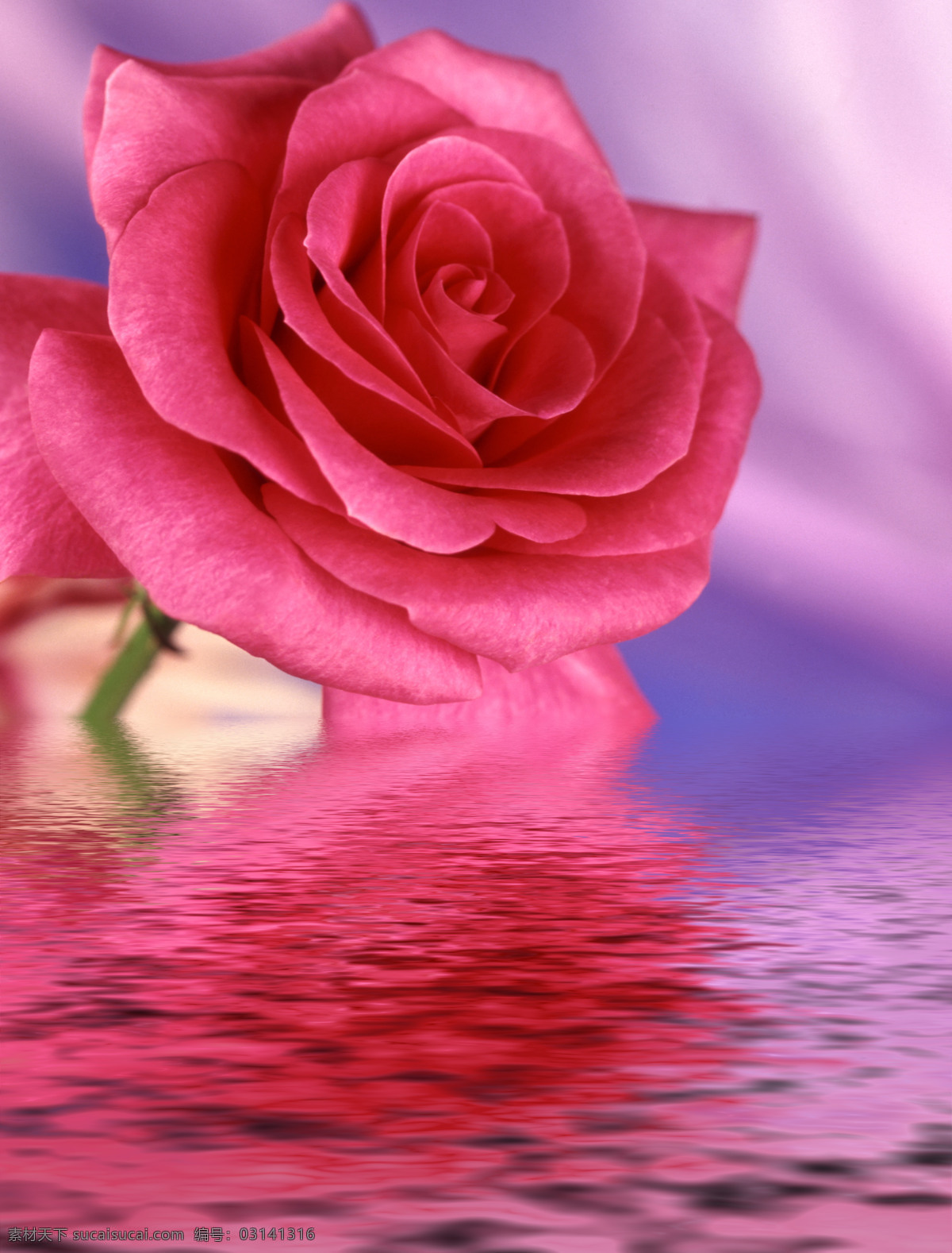 玫瑰花 玫瑰 水中花卉 水中玫瑰 红色玫瑰 红玫瑰 水纹 倒影 一枝花 鲜花 唯美 梦幻 唯美花朵 文化艺术 情人节 浪漫 水中鲜花 花卉 红色 花草 生物世界