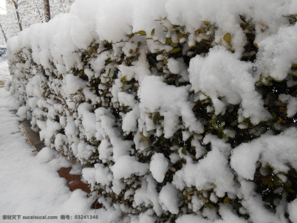 雪 树 雪后的树 树枝 树枝上的雪 雪后的小树 灰色