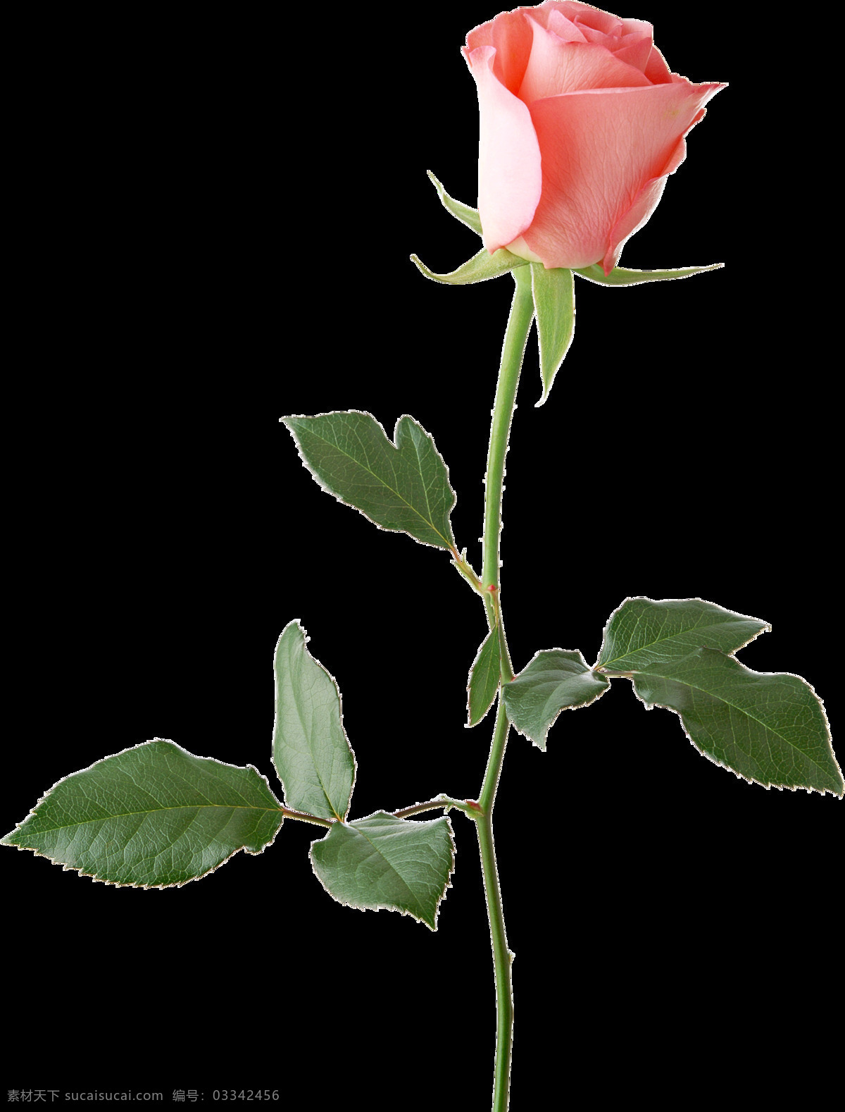 简约 独 枝 玫瑰花 元素 红玫瑰 七夕 情人 设计元素 粉红玫瑰 黄玫瑰 花 免扣素材