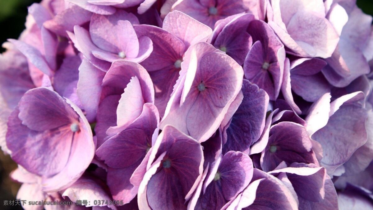 紫色 花朵 淡紫色 花瓣 紫色花朵