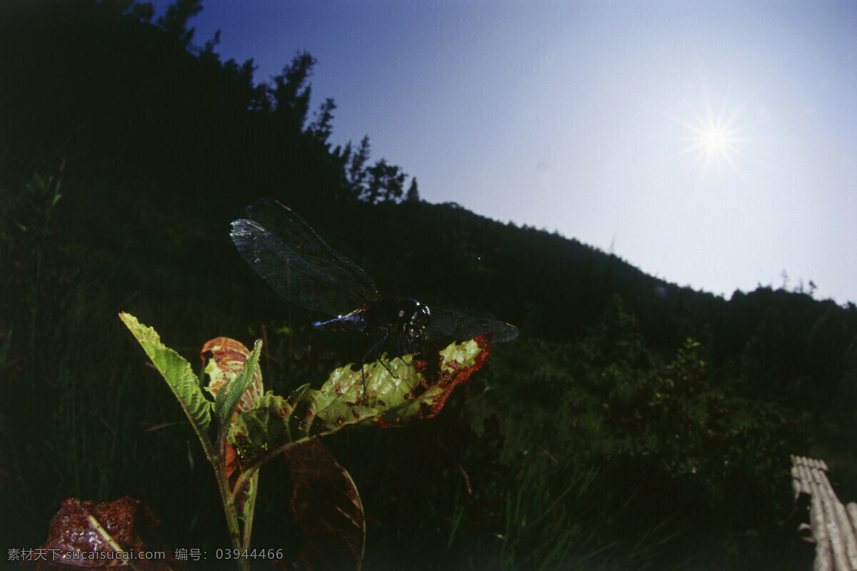 叶子上的蜻蜓 蜻蜓 小蜻蜓 昆虫 特写 微距摄影 花草树木 生态环境 生物世界 野外 自然界 自然生物 自然生态 高清图片 自然 植物 黄昏 户外 清新 自然风景 自然景观 黑色