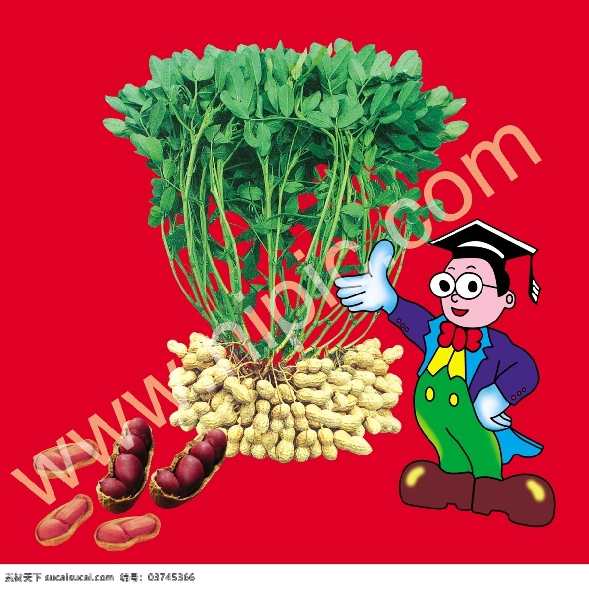 花生 花生种 卡通 小博士 花生棵 花生叶 花生籽 植物 分层 源文件