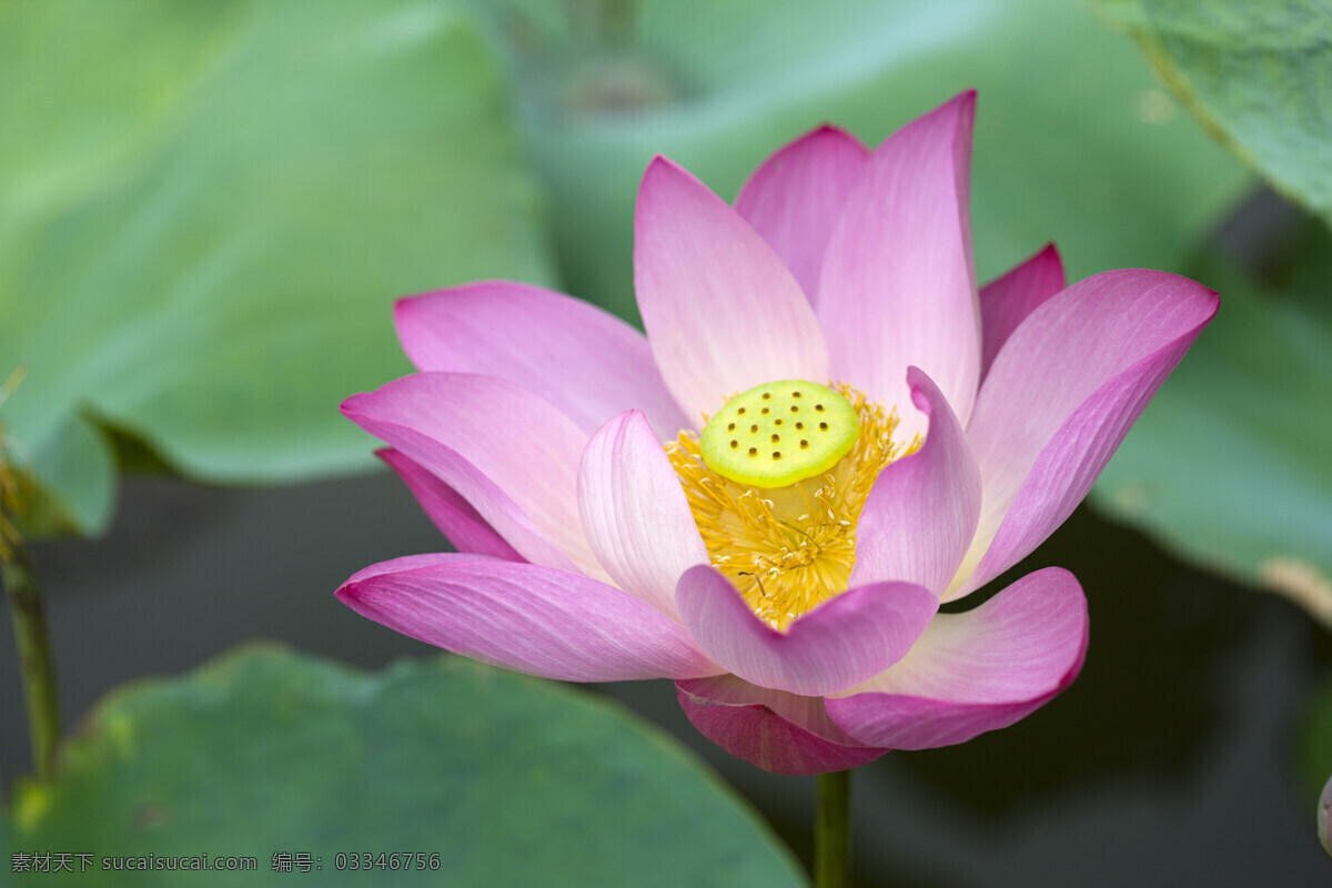 黄色 莲心 粉色 荷花 高清图片 横构图 植物 日光 户外 清新 白昼 风景 莲花 圣洁 阳光 空气 怒放 一支花 沐浴阳光 荷叶 绿色 莲子心 微距 特写 花草树木 生物世界