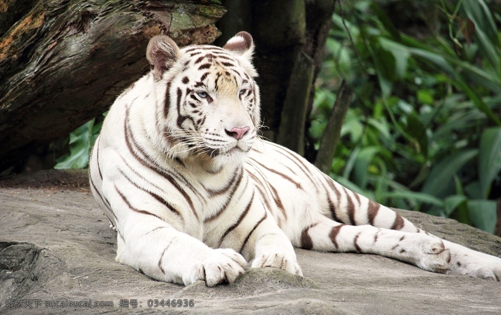 白虎 老虎 panthera tigris 猫科动物 tiger 哺乳动物 西伯利亚虎 东北虎 华南虎 巴厘虎 印度支那虎 马来亚虎 爪哇虎 苏门答腊虎 孟加拉虎 里海虎