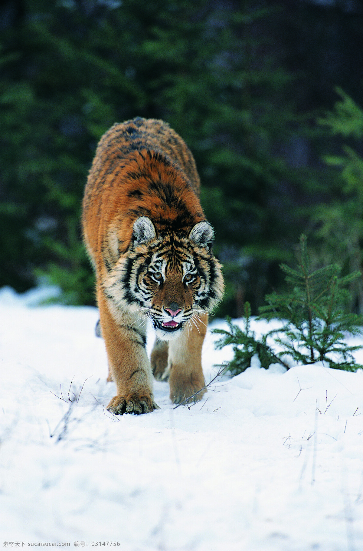 雪地 上 老虎 野生动物 动物世界 哺乳动物 摄影图 陆地动物 生物世界