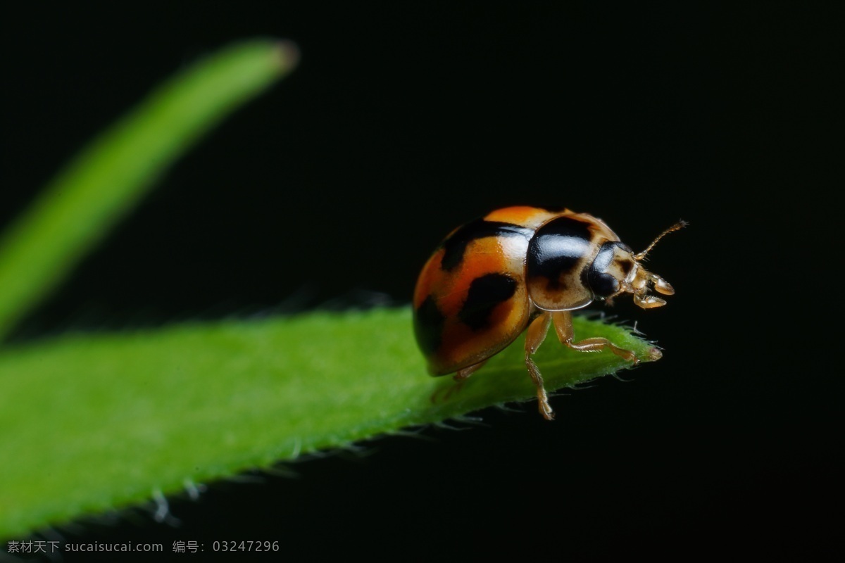 微距 生态 昆虫 瓢虫 七星 生物世界