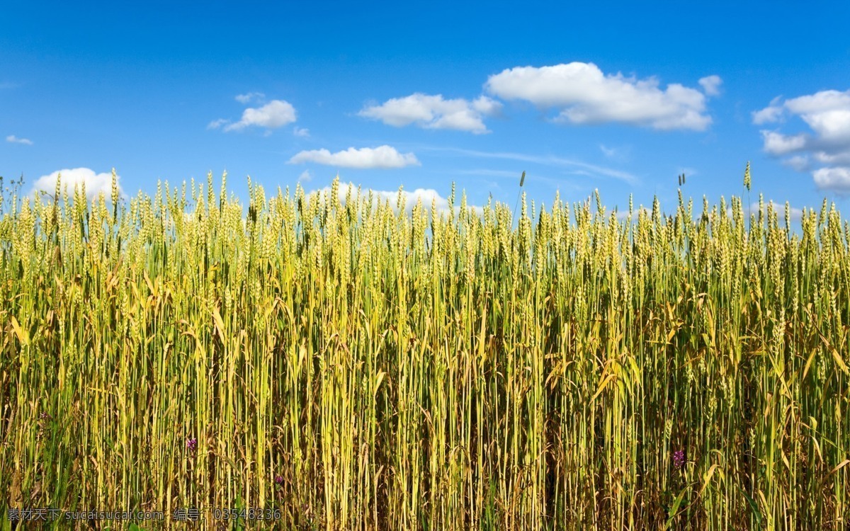 稻田 麦田 小麦 麦子 麦穗 自然 植物 食品 丰收 金色麦田 金色麦浪 收获 麦地 成熟的小麦 成熟的麦子 粮食 背景 壁纸 种植 生态 农场 农业 自然景观 自然风景