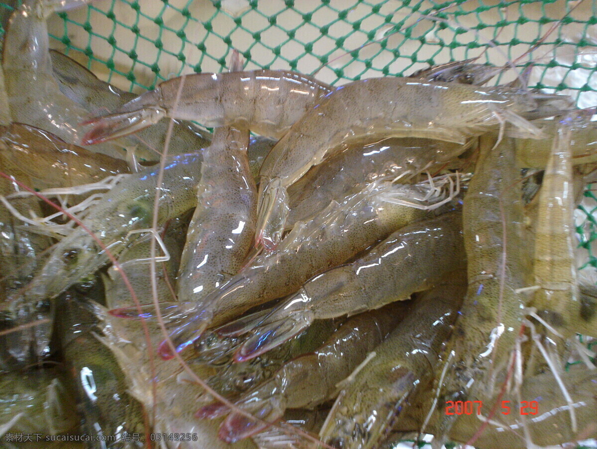 生鲜图虾 生鲜图水蜜桃 鱼类 生物世界