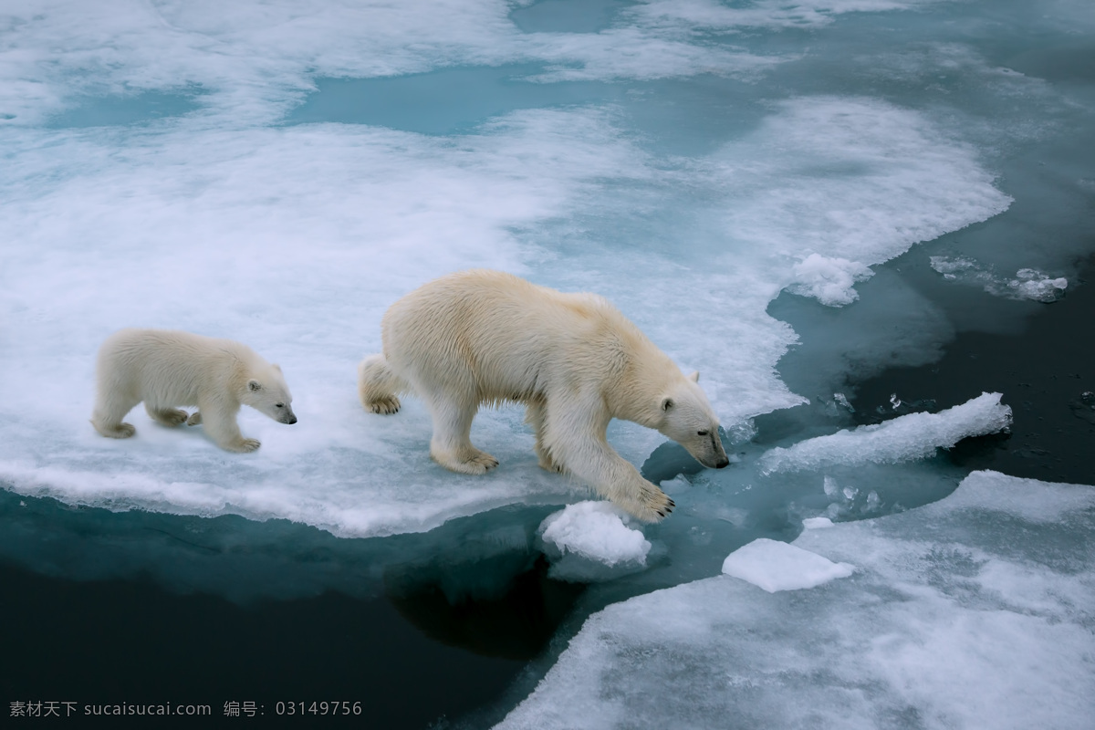 白色 北极熊 冰面 动物 陆地动物 生物世界