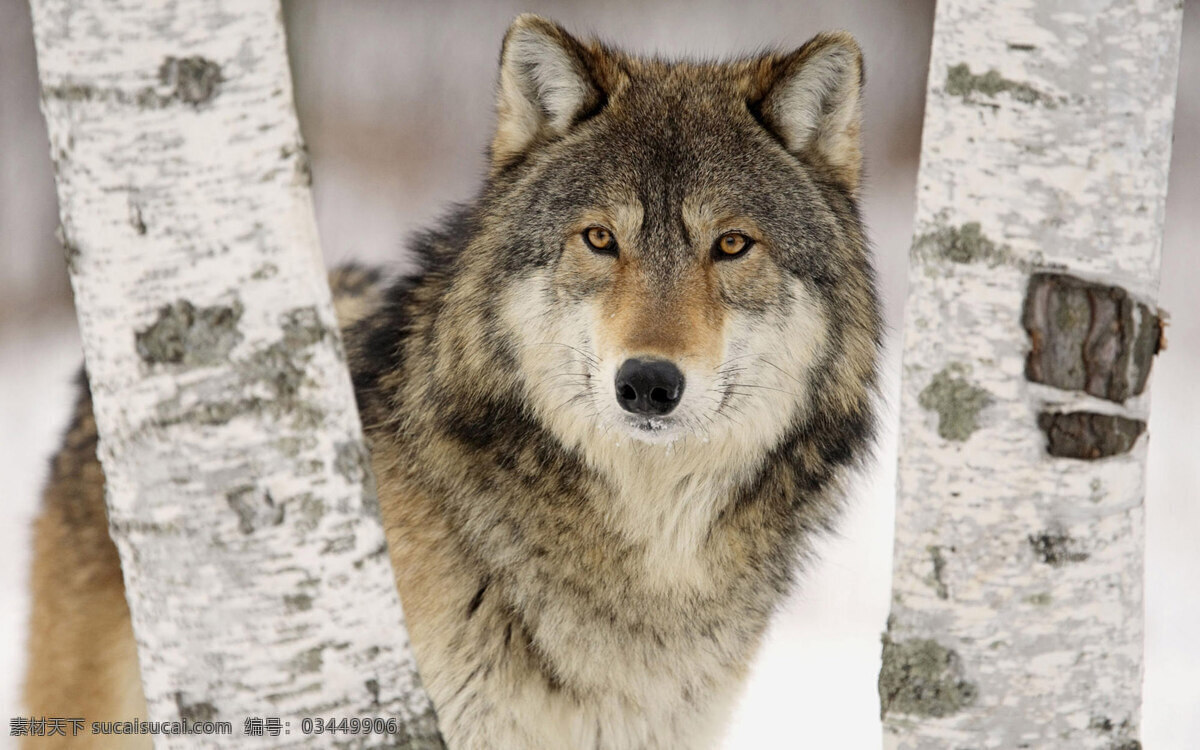 野狼 狼群 白狼 灰狼 头狼 雪狼 小狼 狼崽子 哈士奇 动物世界